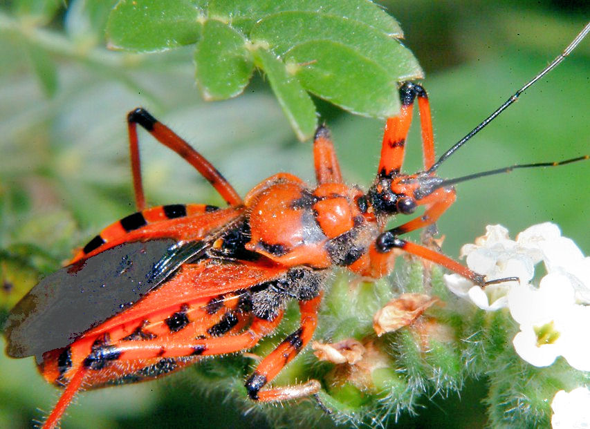 Rhynocoris e Sphedanolestes italiani (Het., Reduviidae)